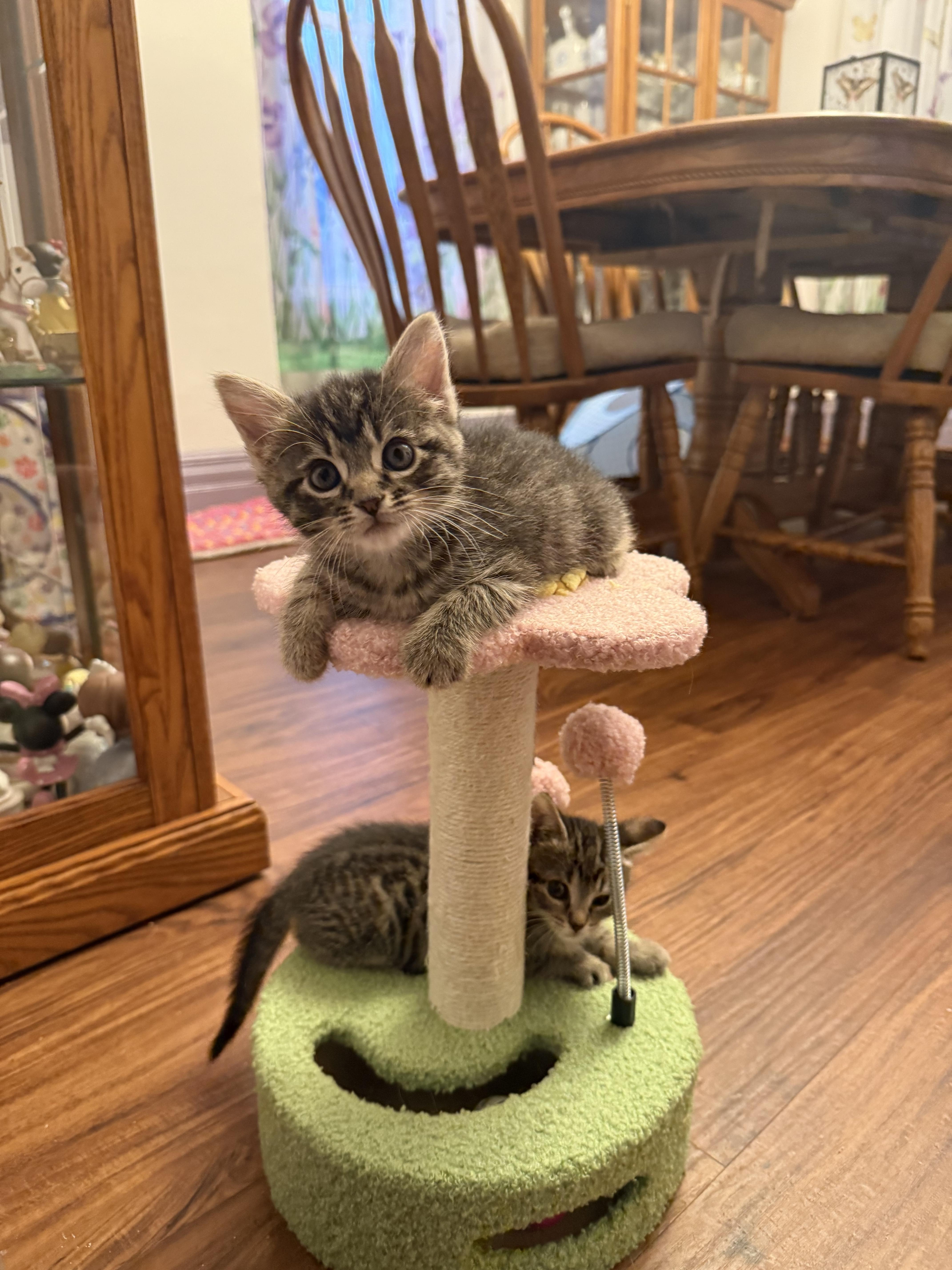Pistachio thumbnail 3