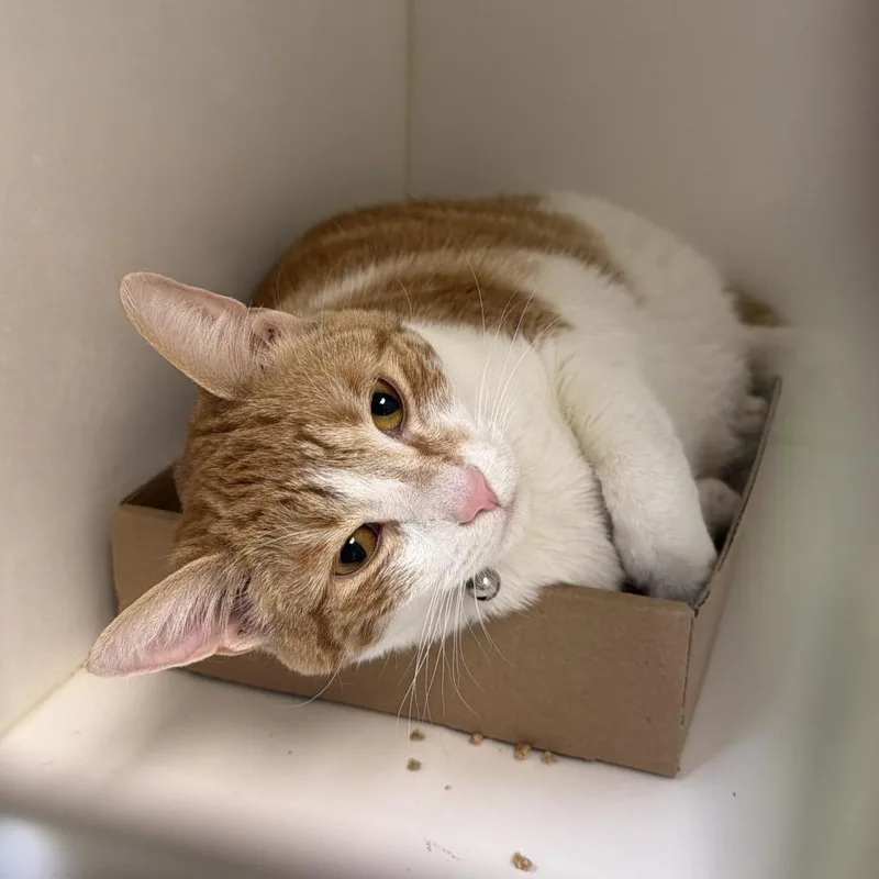 An adult large-sized female Orange / Red Domestic Long Hair cat named Macy Aviles for adoption in Philadelphia, PA