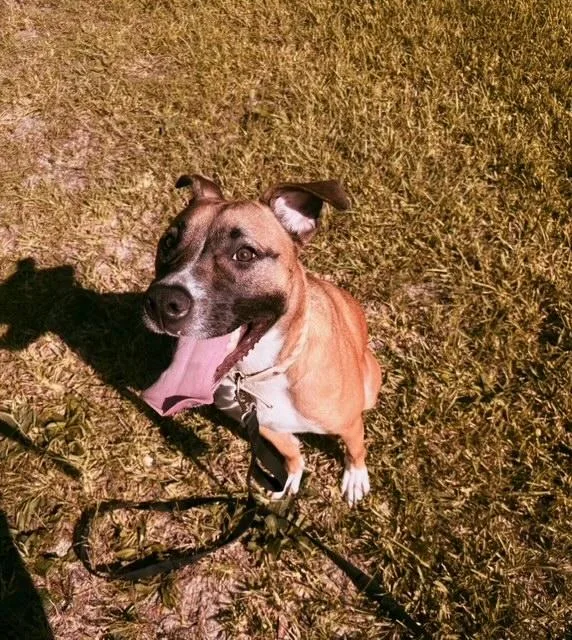 A young large-sized female Brown / Chocolate Labrador Retriever dog named ~courtesy ~ Shiba Adele for adoption in Mobile, AL