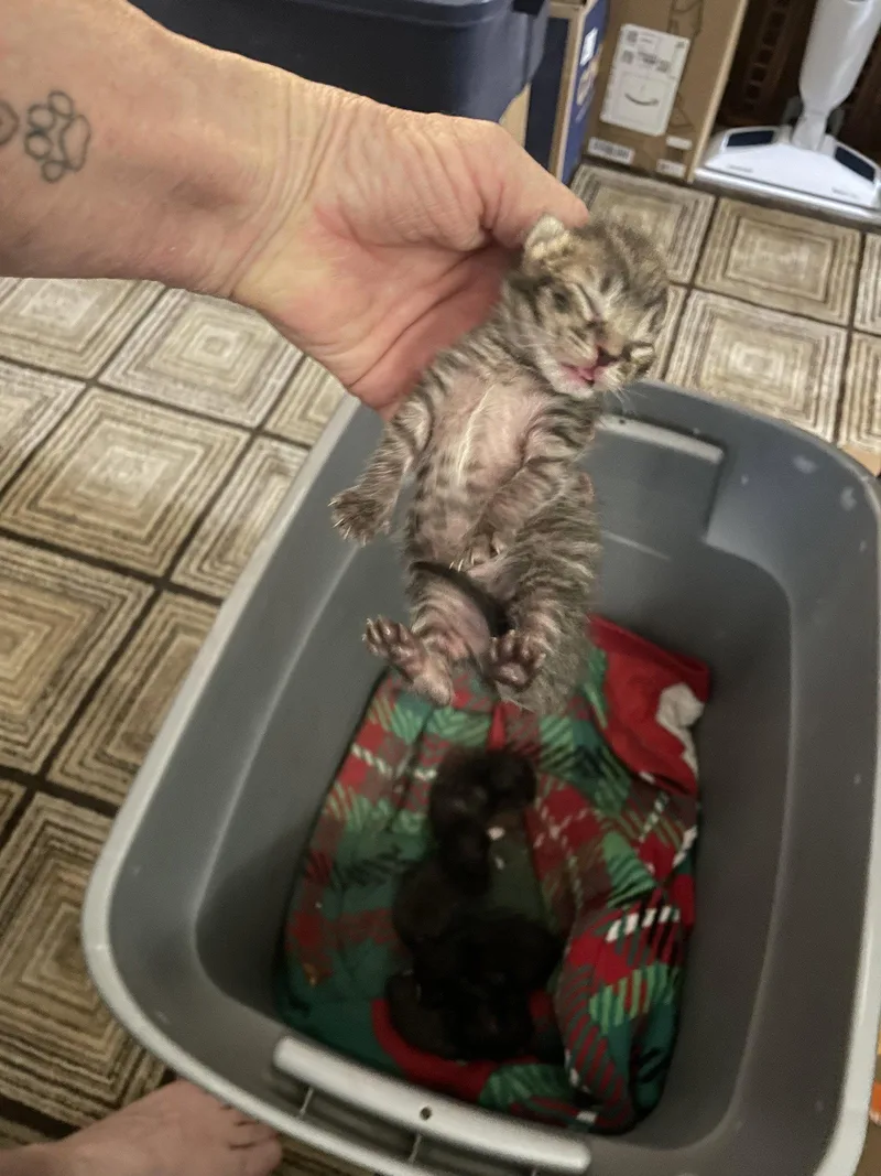 A baby medium-sized female Domestic Short Hair cat named Speckled Wood for adoption in Trenton, NJ