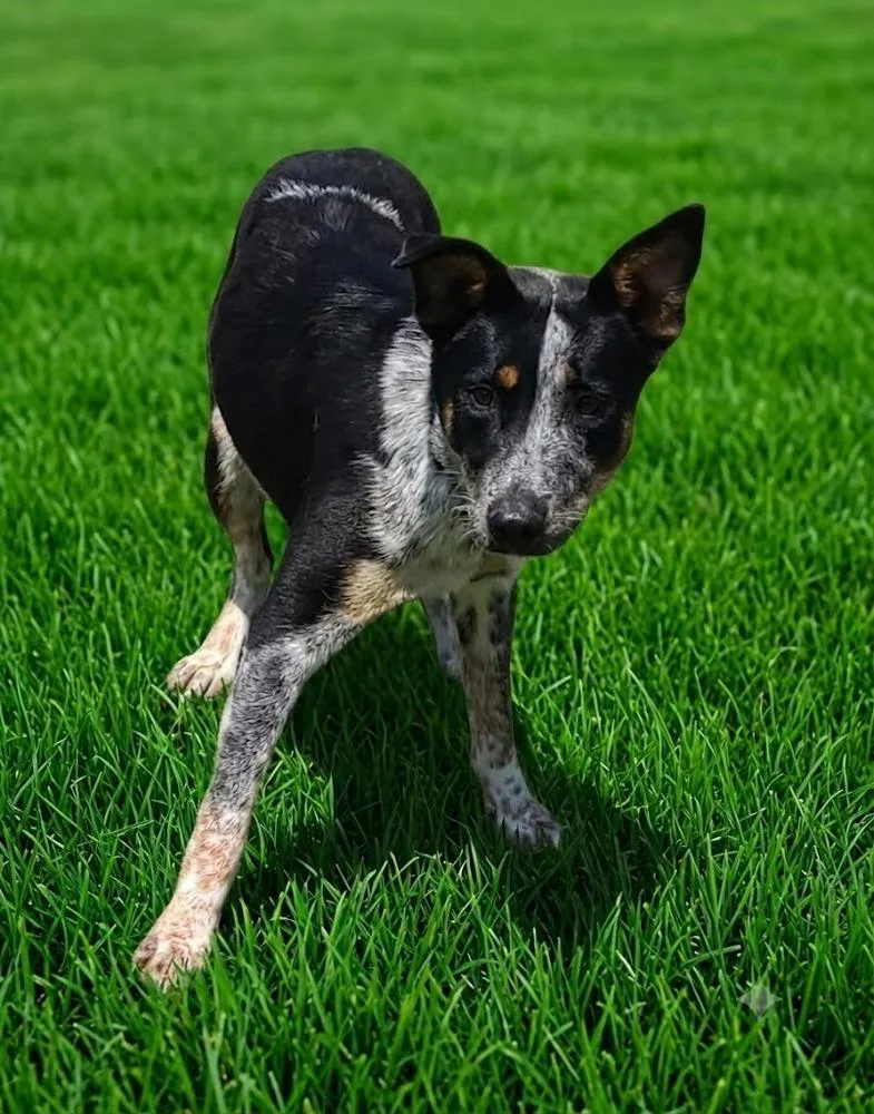 An adult medium-sized female Cattle Dog dog named Misty for adoption in Monroe, LA