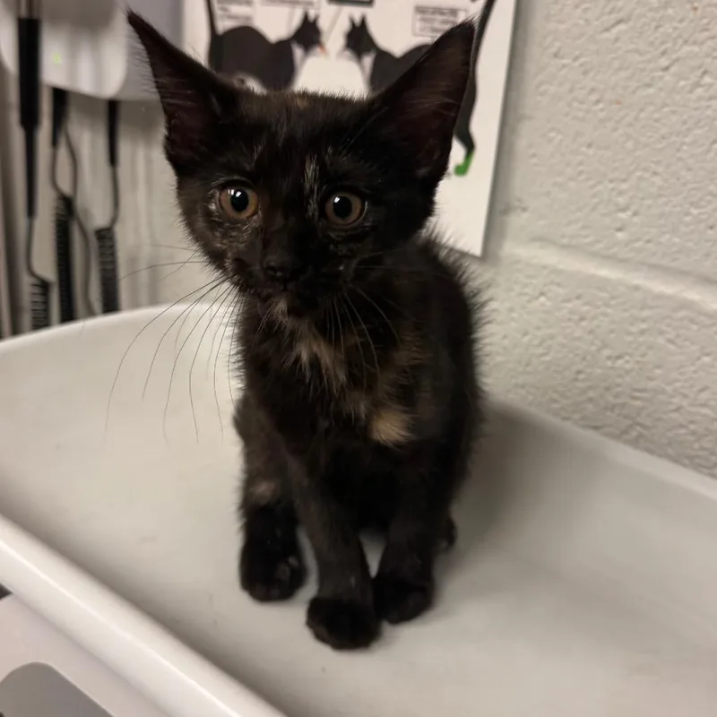 A baby small-sized female Tortoiseshell Domestic Short Hair cat named Evie for adoption in Birdsboro, PA