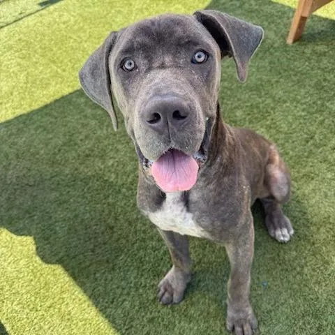 A baby extra large-sized male Gray / Blue / Silver Mastiff dog named Axle for adoption in Hawthorne, CA
