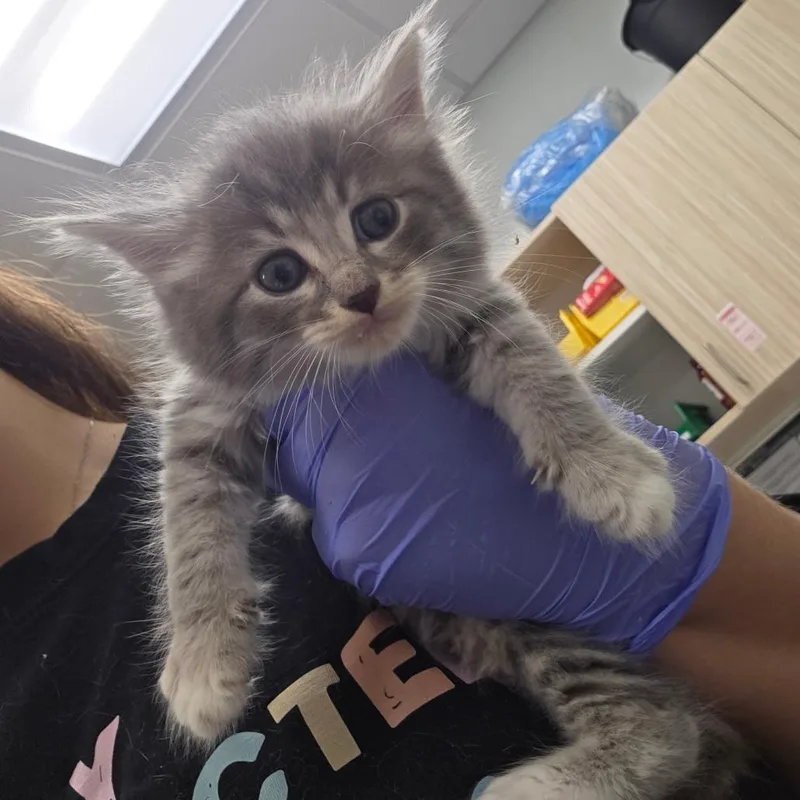 A baby small-sized male Gray / Blue / Silver Domestic Short Hair cat named Blue Button for adoption in Chattanooga, TN