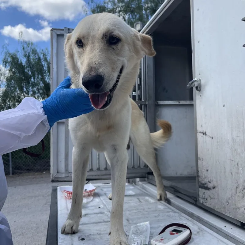 An adult medium-sized male Labrador Retriever dog named Zack for adoption in Edinburg, TX