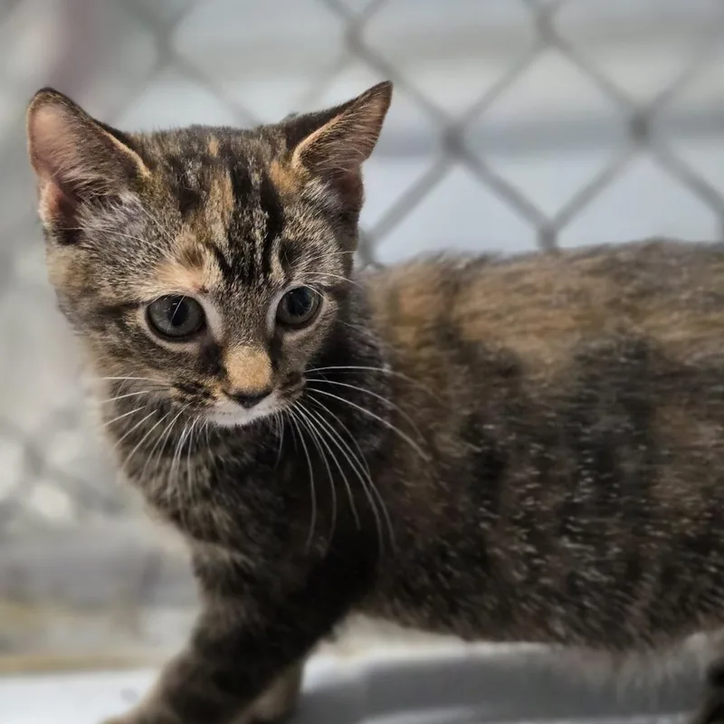 A baby small-sized female Brown / Chocolate Domestic Medium Hair cat named Twig for adoption in Lexington, SC
