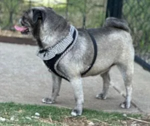 An adult small-sized female Gray / Blue / Silver Pug dog named Mystique for adoption in Claremore, OK
