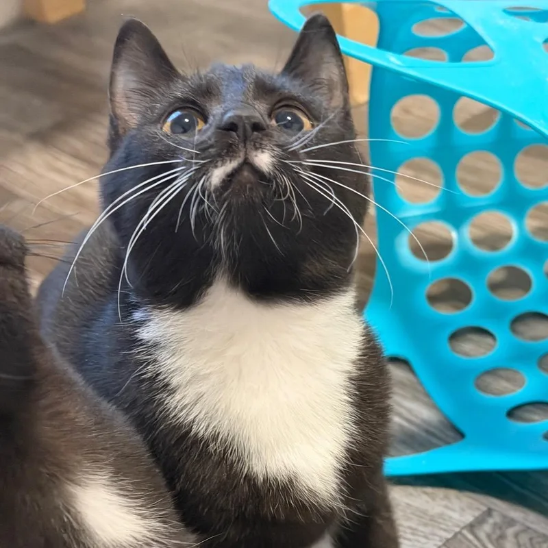 A baby small-sized female Black Domestic Short Hair cat named Miss Magenta for adoption in Georgetown, KY