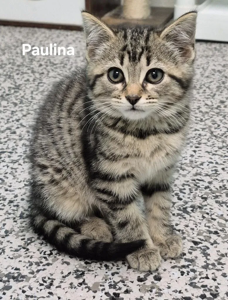 A baby medium-sized female Domestic Short Hair cat named Paulina for adoption in Kendallville, IN