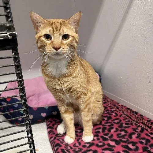 A baby medium-sized male Domestic Short Hair cat named Boots for adoption in Dillon, MT