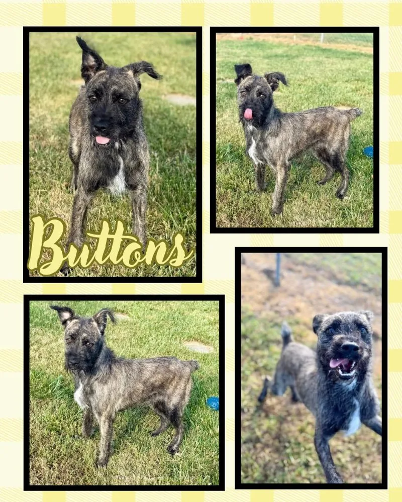 ButtonsBoone thumbnail 2