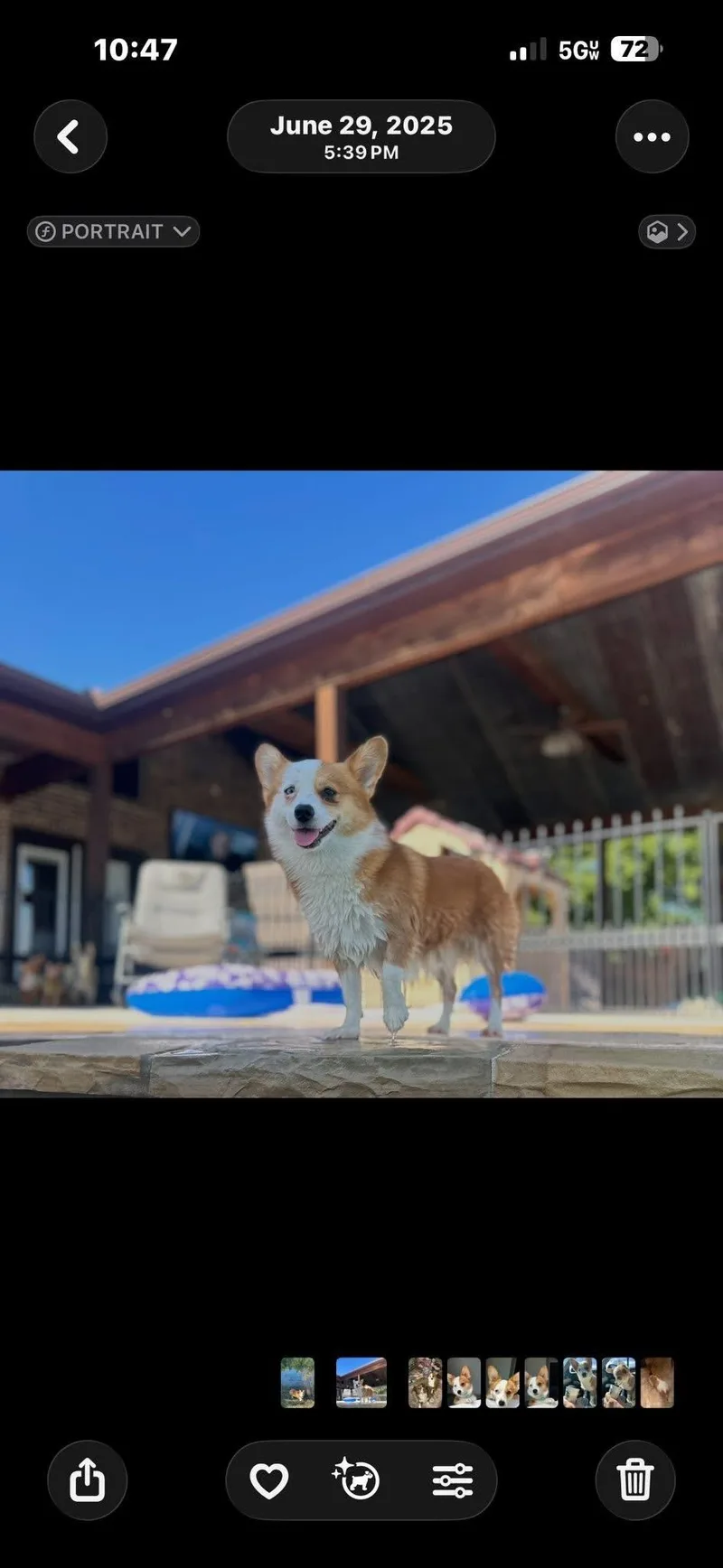 Iggy thumbnail 5