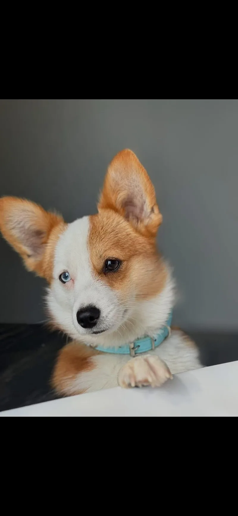 Iggy thumbnail 6
