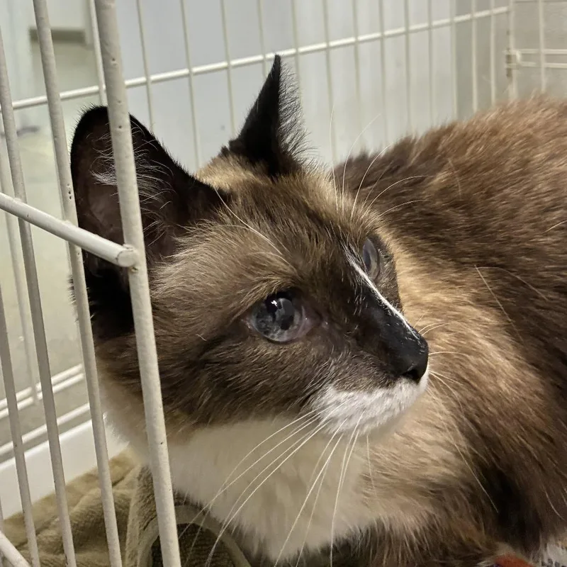 A senior medium-sized female Brown / Chocolate Domestic Medium Hair cat named Carler for adoption in Harrisonburg, VA