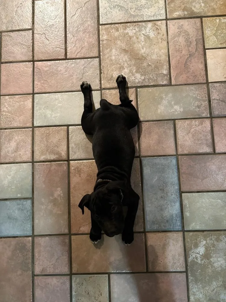 A baby medium-sized female Black American Staffordshire Terrier dog named Osha light purple for adoption in Lincoln Park, MI