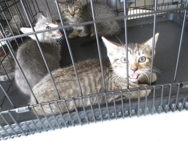 A baby small-sized female Domestic Short Hair cat named Stevie for adoption in Ocala, FL