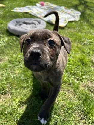 A baby small-sized female Mixed Breed dog named Axis for adoption in Scotia, NY