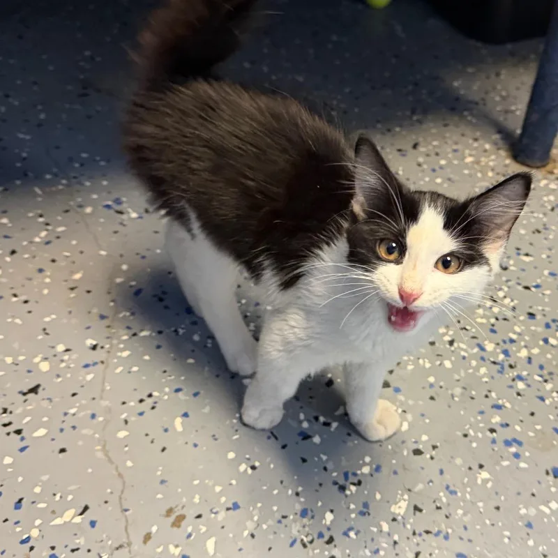 A baby small-sized male Black Domestic Short Hair cat named Lank for adoption in Tuscaloosa, AL