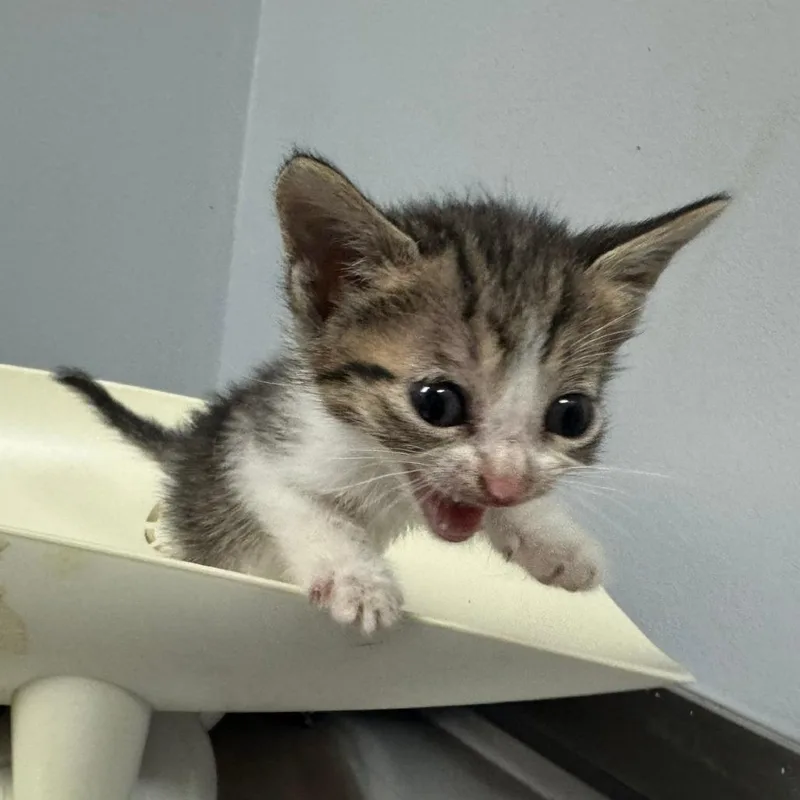 A baby small-sized male White Domestic Short Hair cat named Atarka for adoption in Columbus, GA
