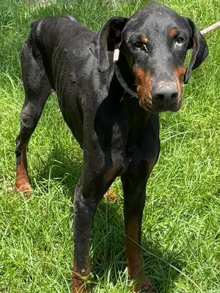 A young medium-sized male Doberman Pinscher dog named Bandit for adoption in Swainsboro, GA
