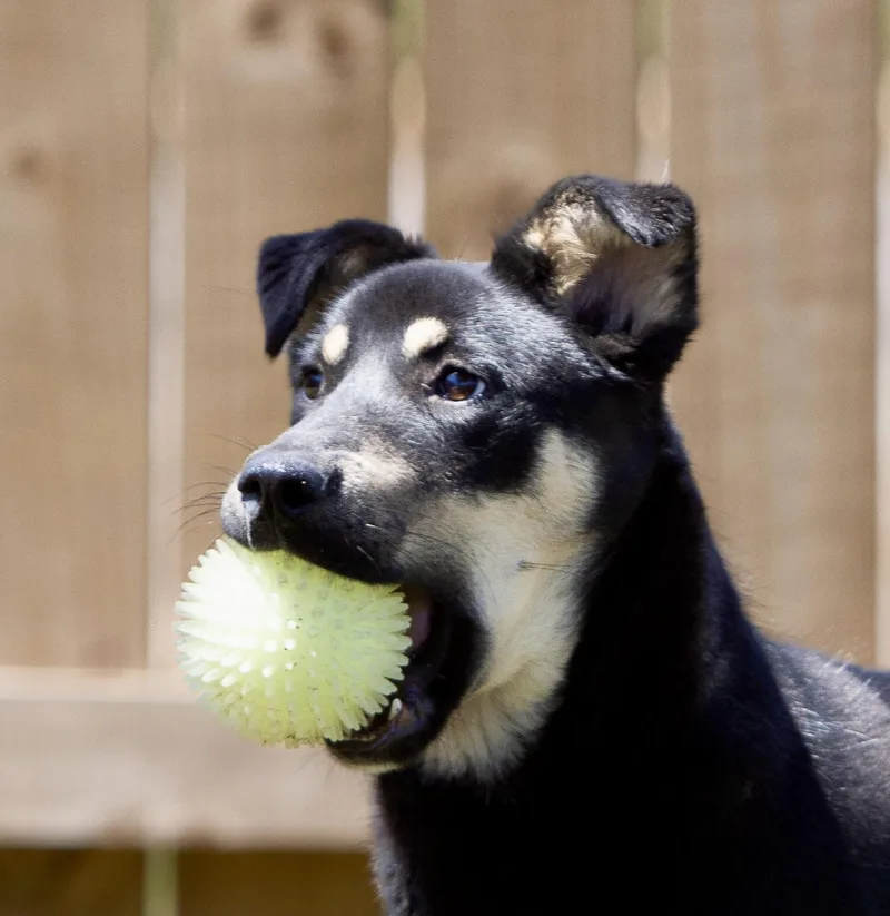 A young medium-sized female Tricolor (Brown, Black, & White) Husky dog named Candy Corn for adoption in Tomball, TX