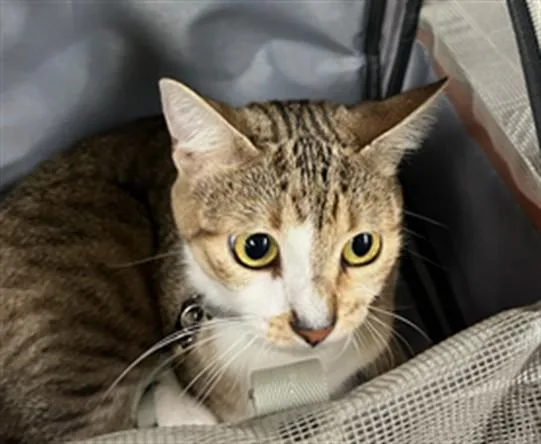 A young small-sized female Domestic Short Hair cat named Elizabeth for adoption in Van Nuys, CA
