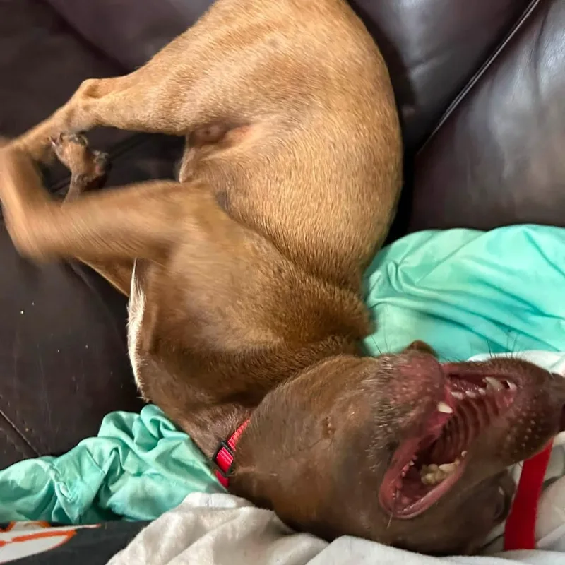 Peanut Butter thumbnail 3