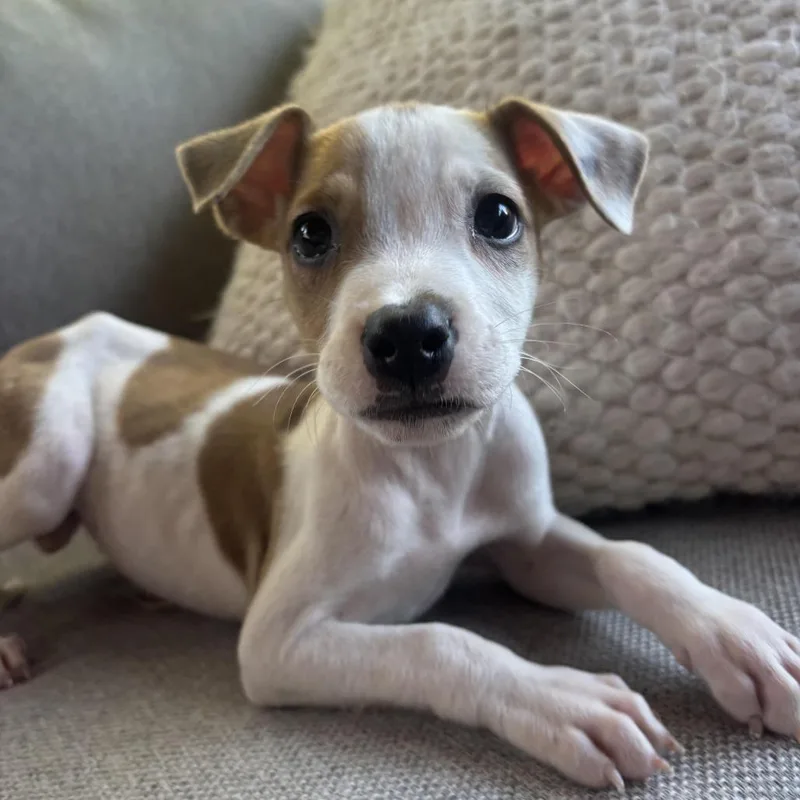A baby medium-sized female White / Cream Jack Russell Terrier dog named Sprout for adoption in Cordova, TN