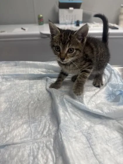A young small-sized female Domestic Short Hair cat named B Jasmine for adoption in North Charleston, SC