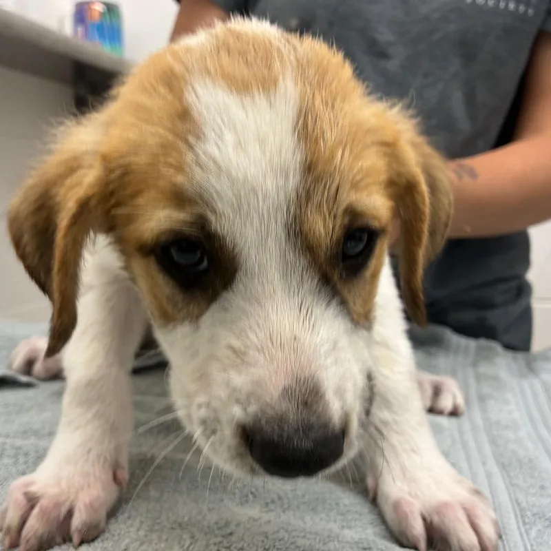 A baby small-sized male White / Cream Great Pyrenees dog named Rolling Hills for adoption in Corpus Christi, TX