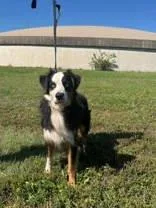 An adult medium-sized male Black Australian Shepherd dog named Led for adoption in McCook, NE