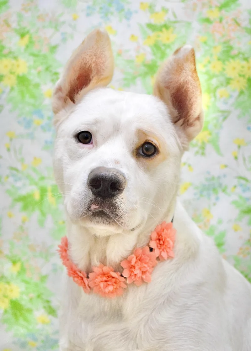 A young large-sized female White / Cream Cattle Dog dog named Matilda for adoption in Dublin, CA