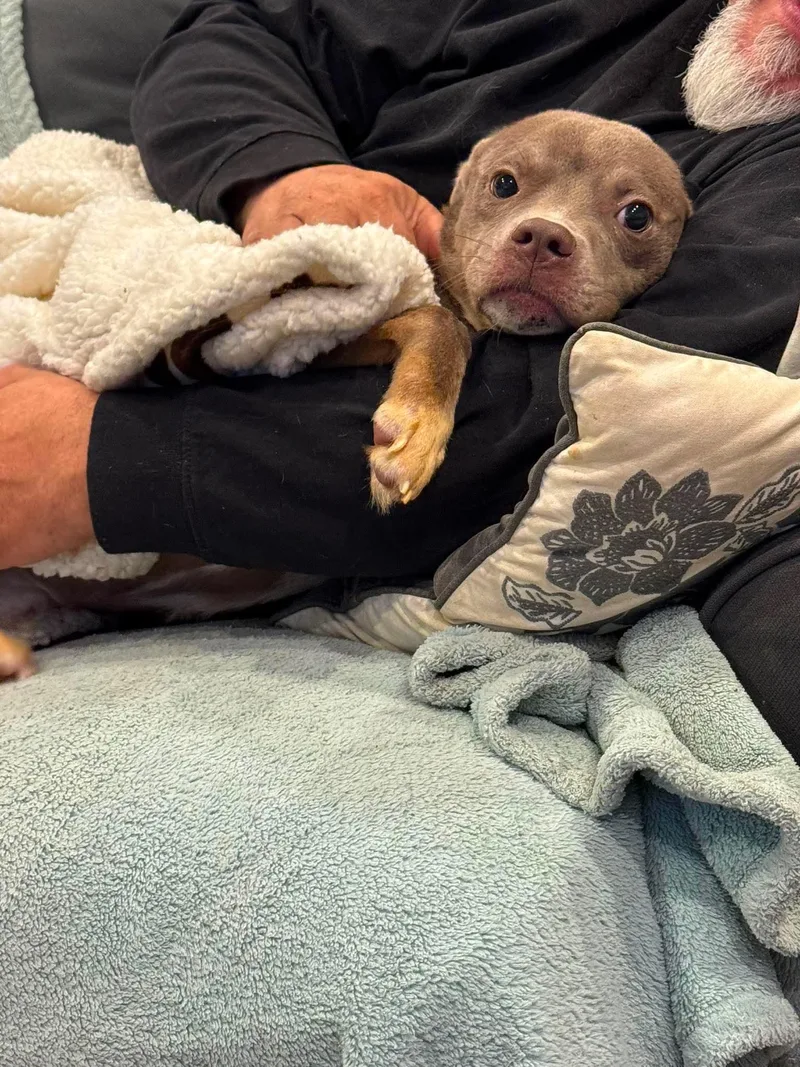 A baby medium-sized male Mixed Breed dog named Baguette for adoption in Germantown, OH