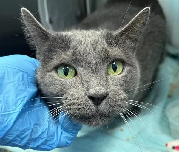 An adult medium-sized male Domestic Short Hair cat named Stormy for adoption in Ridgewood, NY