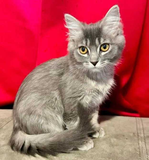 A baby medium-sized female Tabby (Gray / Blue / Silver) Domestic Short Hair cat named Stormy and Ash for adoption in Anchorage, AK