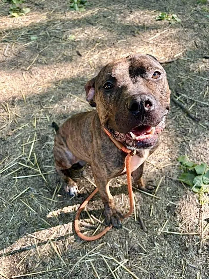An adult medium-sized male Brindle Pit Bull Terrier dog named Dionysus for adoption in Chicago, IL
