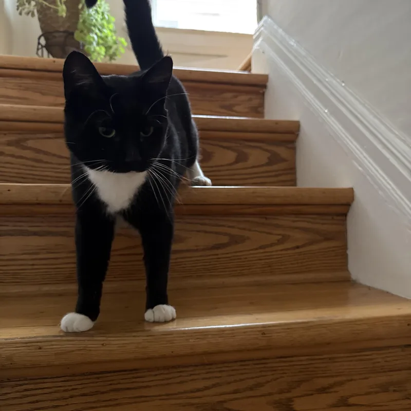 Clifford thumbnail 2