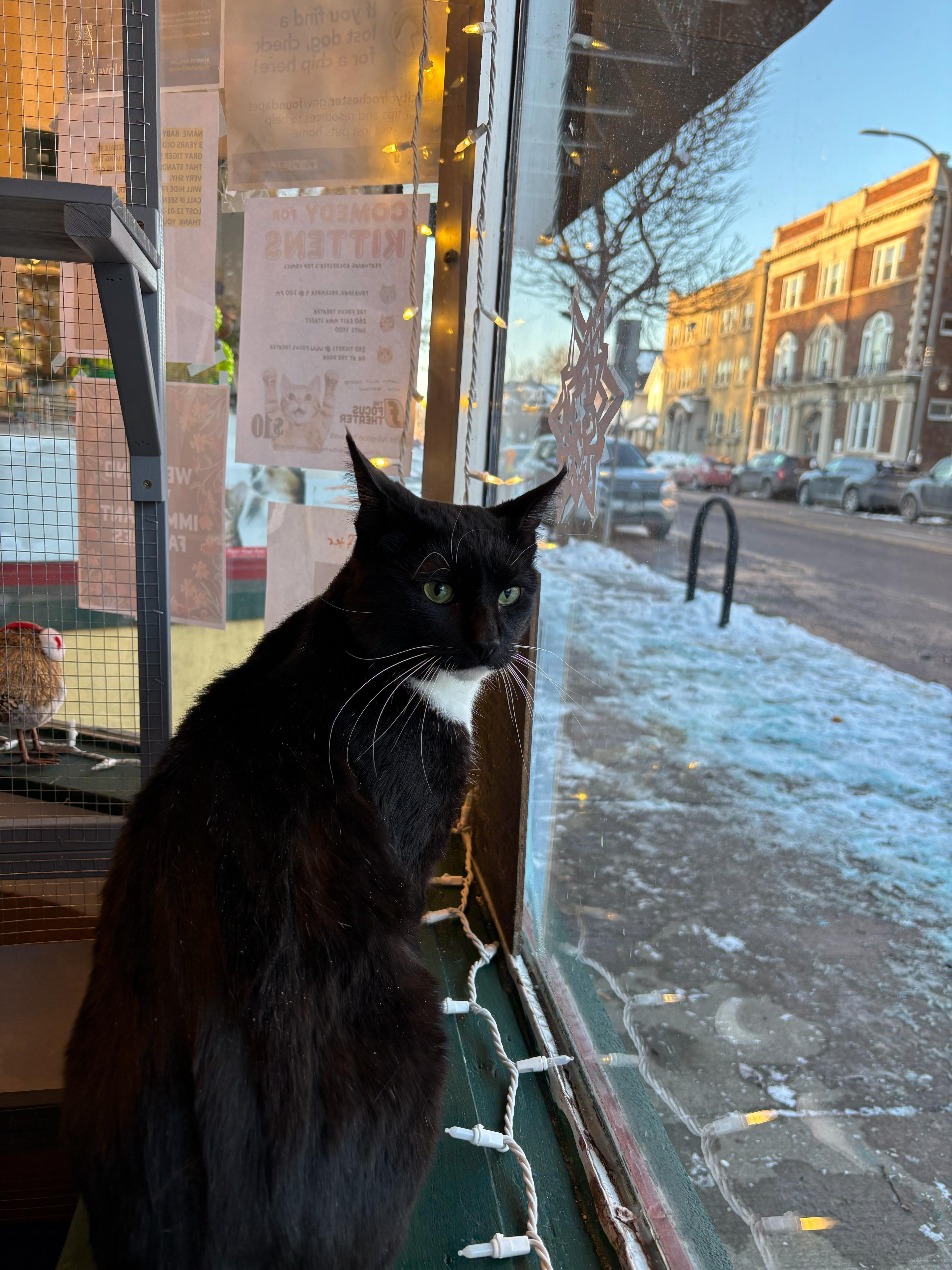 Clifford thumbnail 3