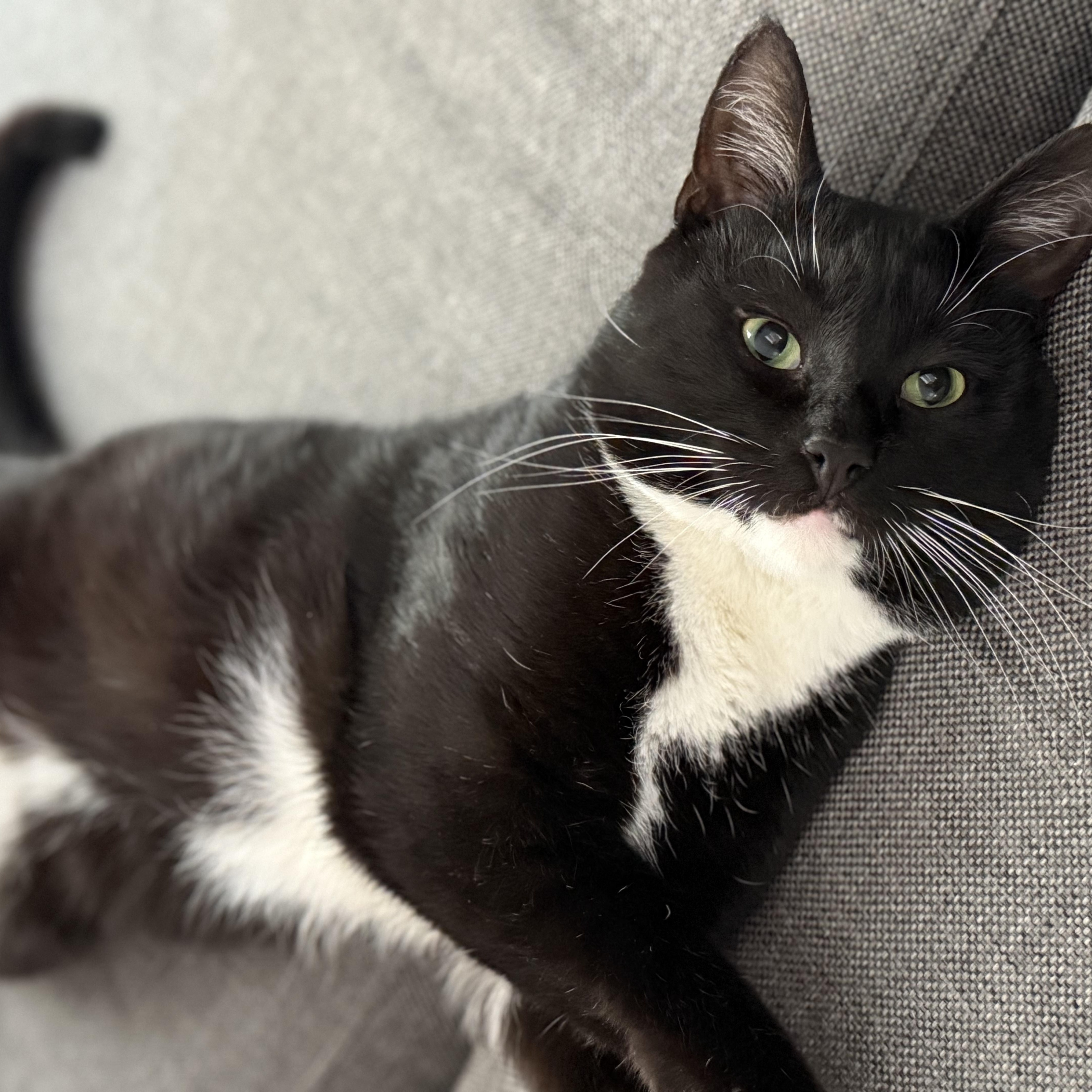 An adult medium-sized male Black & White / Tuxedo Domestic Short Hair cat named Clifford for adoption in Rochester, NY