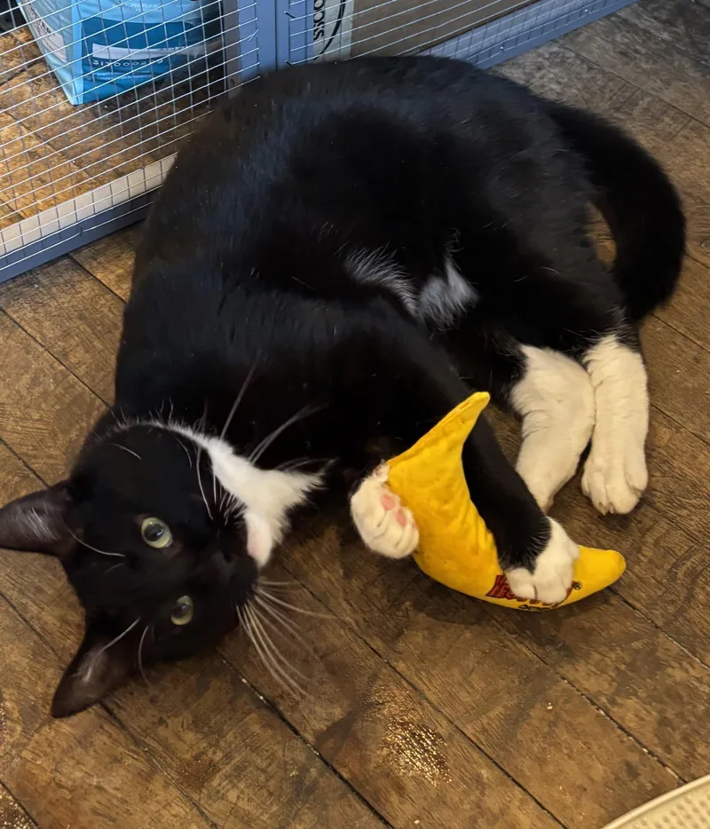 Clifford thumbnail 4