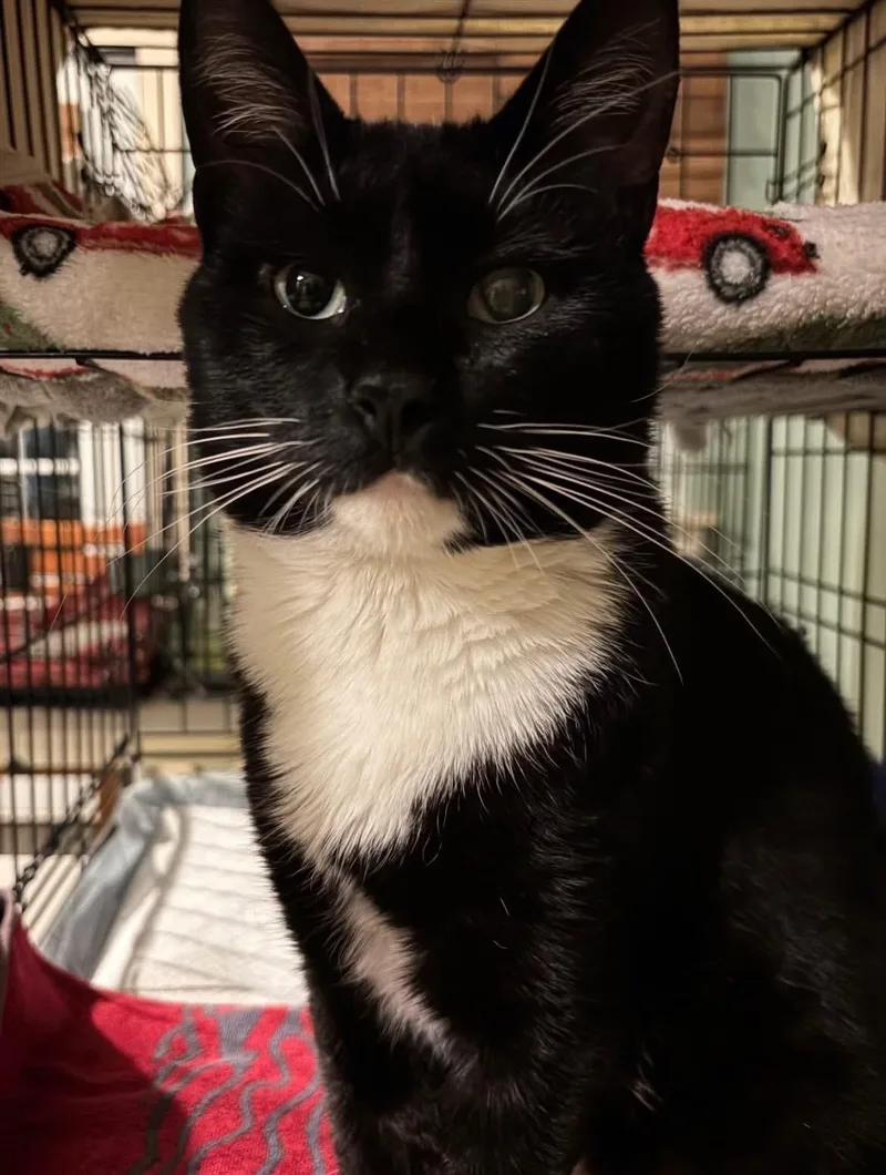 Clifford thumbnail 5