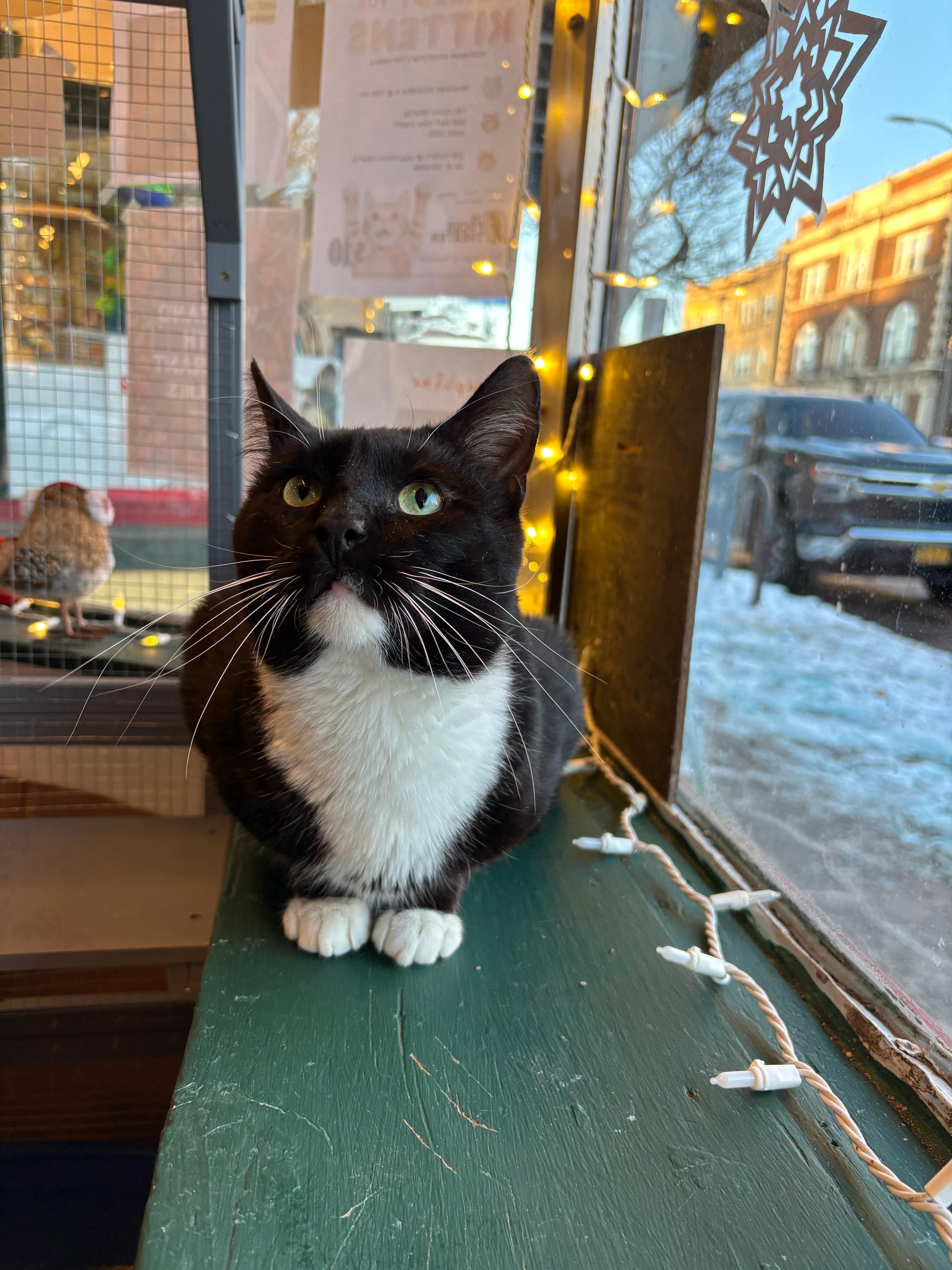 Clifford thumbnail 6