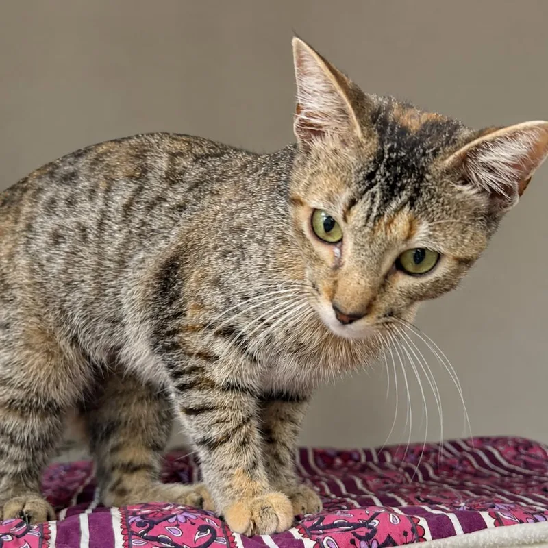 A young medium-sized female Brown / Chocolate Domestic Short Hair cat named China for adoption in Austin, TX