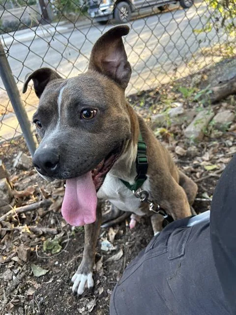 An adult medium-sized male American Staffordshire Terrier dog named Doc for adoption in San Antonio, TX