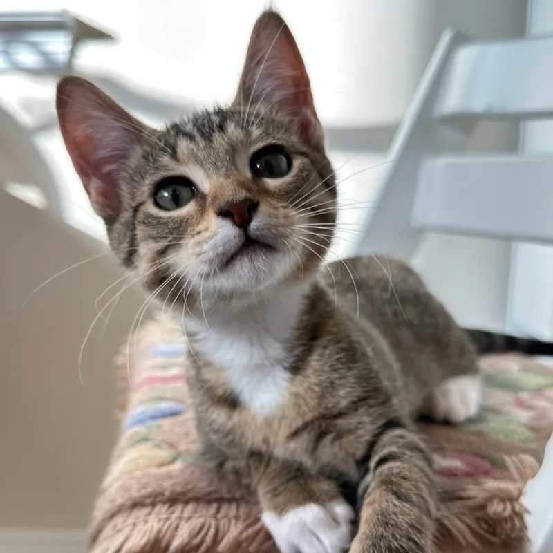 A baby small-sized male Brown / Chocolate Domestic Short Hair cat named Dusty for adoption in Houston, TX