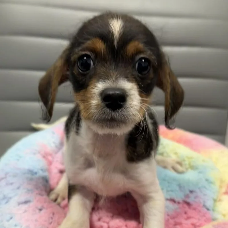 A baby small-sized male Jack Russell Terrier dog named Zasu for adoption in Los Angeles, CA