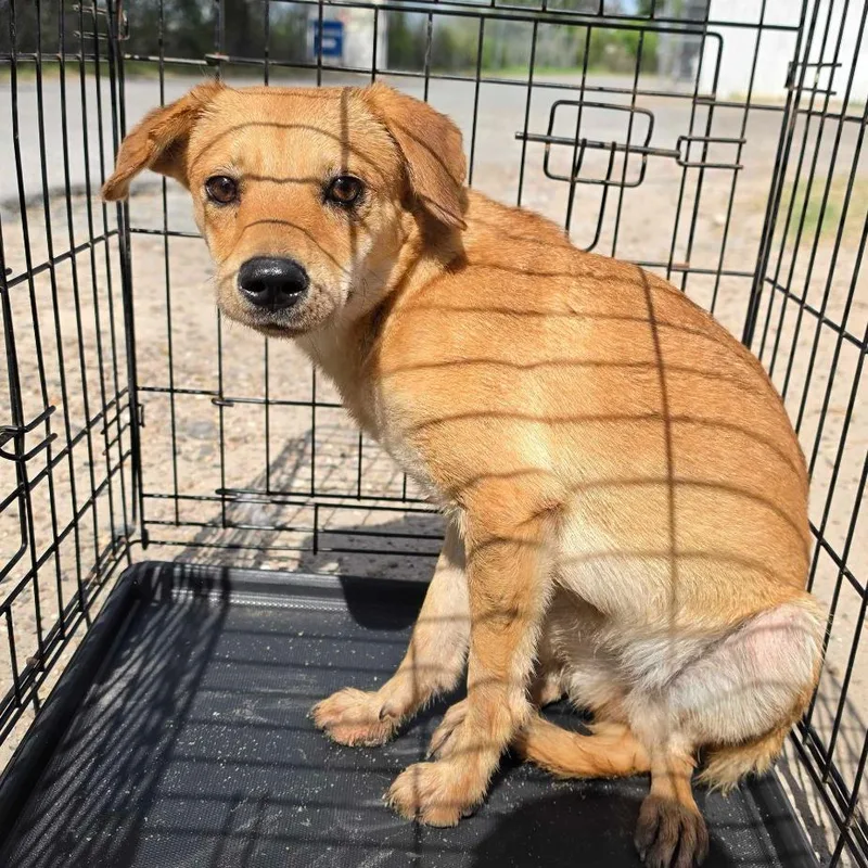 A young small-sized female Brown / Chocolate Terrier dog named Joanie for adoption in Edinburg, TX