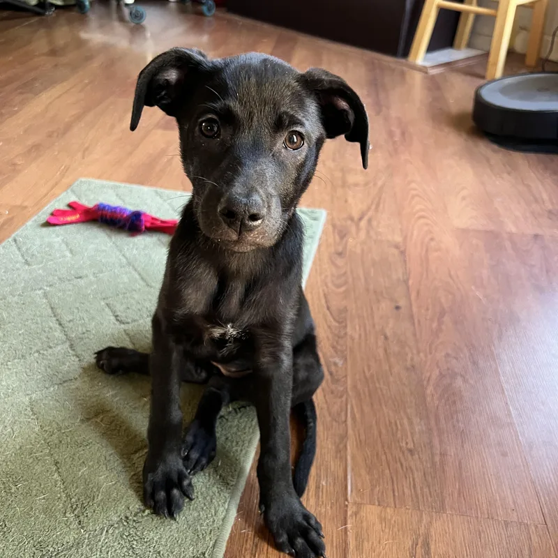 A young medium-sized female Black Mixed Breed dog named Zuri for adoption in Memphis, TN