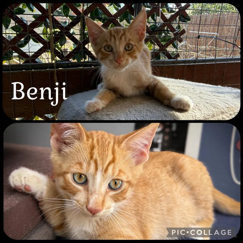 A baby small-sized male Orange & White Domestic Short Hair cat named Benji for adoption in Beaumont, CA