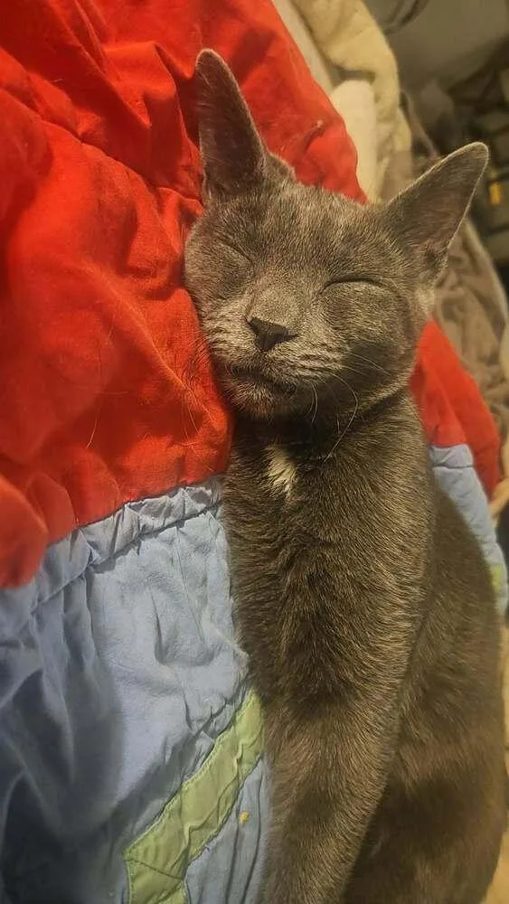 A young small-sized female Gray / Blue / Silver Domestic Short Hair cat named Thelma for adoption in Salisbury, NC